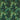 Congo Outdoor Forest Fabric