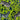 Protea Velvet Lime Fabric